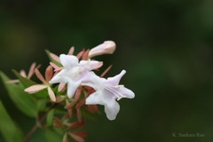 Abelia chinensis